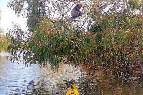 Kangaroo Island Self-Guided Kayaking On The Harriet River - Accommodation Mermaid Beach 4