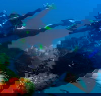 Scuba Dive the S.S. Yongala Wreck on the Great Barrier Reef. - Accommodation Mermaid Beach